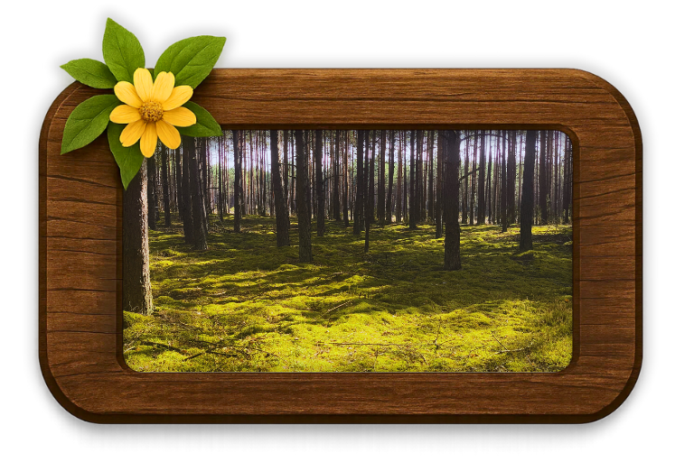 Sosnowy las i miękki zielony mech w rejonie Borów Tucholskich, malownicza trasa spacerowa od agroturystyki